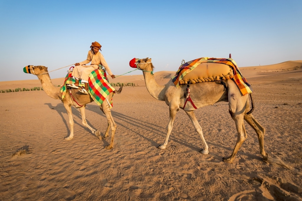Everything About Sharjah Desert Park for a First-Time Visitor