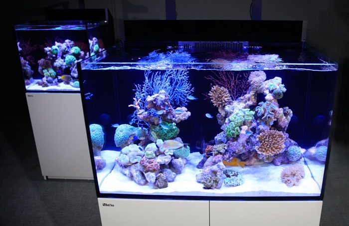 New Red Sea Aquarium
