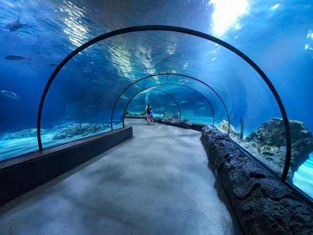 Complete guide on Sharjah Aquarium in 2023